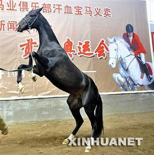 北京燕龙国际专业提供马匹进出口 马匹进出口供应销售