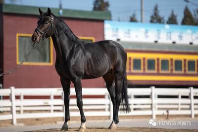 骑域马匹销售信息汇总-(汉诺威、奥登堡)【2017-03】